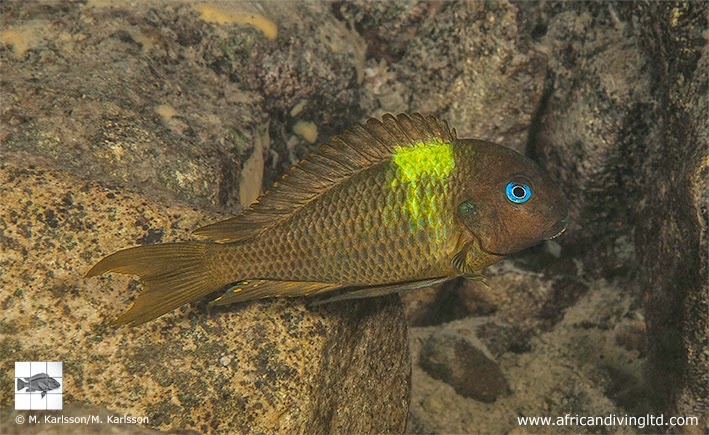 Tropheus sp. 'crescentic' Maswa